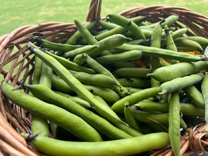 Broad Beans Macas Green Fam