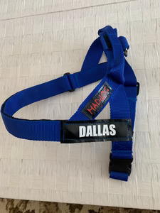 Personalised Dog Collar in Royal Blue