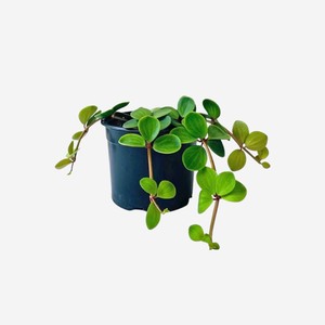 Gifts For The Gardener: Peperomia Tetraphylla 'Hope' 14cm