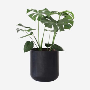 Monstera Indoor House Plant