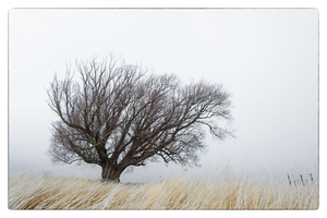 Limited edition prints: “Winters Willow” Limited Edition Giclee by Stuart Clook