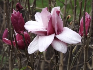 Products: Magnolia Stellar Gem – Magnolia Grove