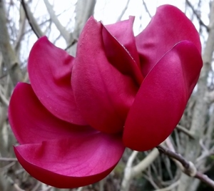Products: Magnolia Strawberry Fields – Magnolia Grove