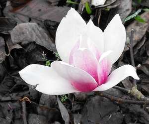 Products: Magnolia Thousand Butterflies – Magnolia Grove