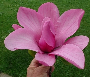 Products: Magnolia Ula – Magnolia Grove