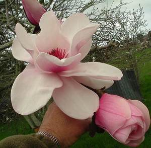 Products: Magnolia Vairano – Magnolia Grove