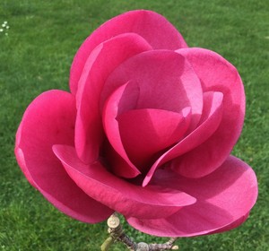 Products: Magnolia Watermelon – Magnolia Grove