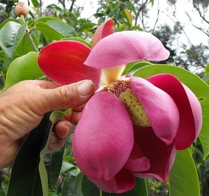 Products: Magnolia garrettii – Magnolia Grove