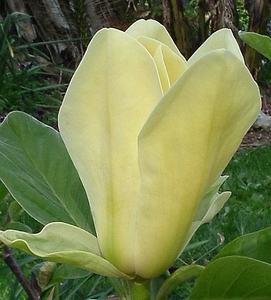 Products: Magnolia Golden Endeavour – Magnolia Grove