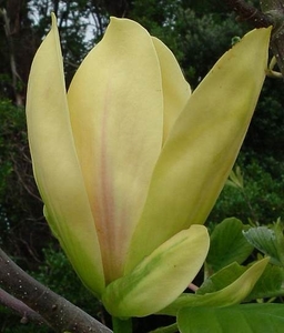 Products: Magnolia Hot Flash – Magnolia Grove