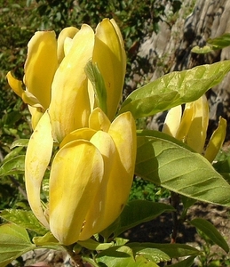 Products: Magnolia Koban Dori – Magnolia Grove
