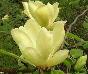 Products: Magnolia Lois – Magnolia Grove