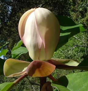Products: Magnolia obovata – Magnolia Grove