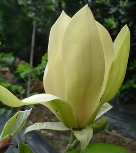 Products: Magnolia Solar Flair – Magnolia Grove