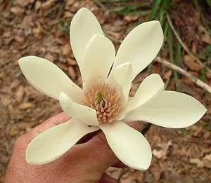 Products: Magnolia sprengeri elongata – Magnolia Grove