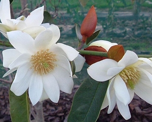 Products: Magnolia Starbright (Michelia) – Magnolia Grove