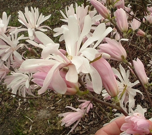 Products: Magnolia stellata Jane Platt bush – Magnolia Grove