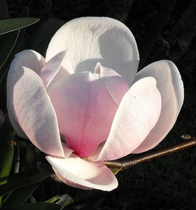 Products: Magnolia Sundew – Magnolia Grove