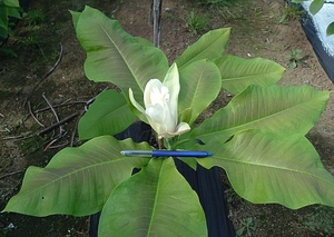 Products: Magnolia tripetala – Magnolia Grove