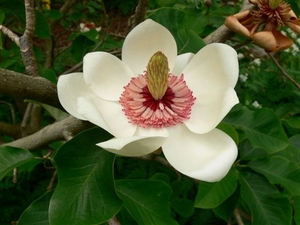 Products: Magnolia wieseneri – Magnolia Grove