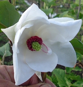 Products: Magnolia wilsonii – Magnolia Grove