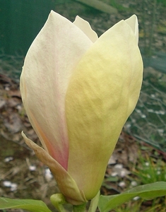 Products: Magnolia Yellow Lantern – Magnolia Grove