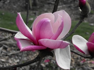 Products: Magnolia Tikitere – Magnolia Grove