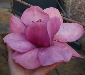 Products: Magnolia Charisma – Magnolia Grove