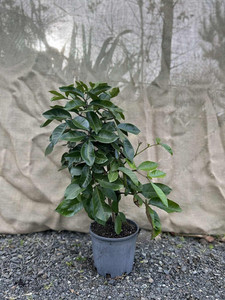 Products: Three Kings Vine (Tecomanthe speciosa) Magnolia Rise