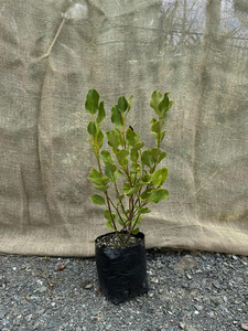 Products: Griselinia ‘Broadway Mint’ Magnolia Rise