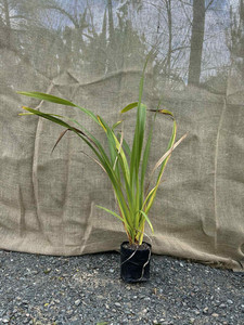 NZ Flax Harakeke (Phormium tenax) Magnolia Rise