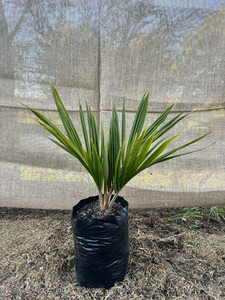 Nikau Palm (Rhopalostylis sapida) Magnolia Rise