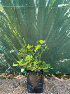 Coprosma Repens Magnolia Rise