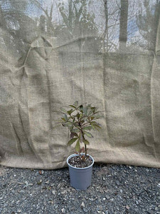 Five Finger (Pseudopanax arboreus) Magnolia Rise