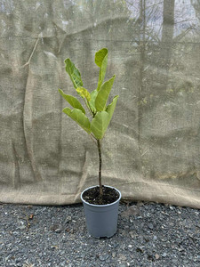 Puka (Meryta sinclairii) Magnolia Rise