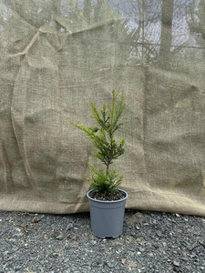 Products: Redwood (Sequoia sempervirens) Magnolia Rise