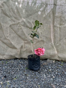 Camellia Japonica Magnolia Rise