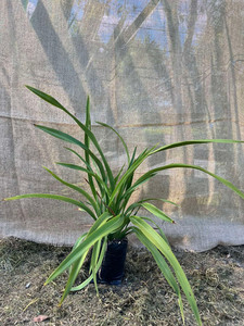 Coastal Flax Green Magnolia Rise