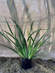 Wild Iris Magnolia Rise