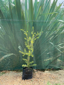 Products: Totara (Podocarpus totara) Magnolia Rise