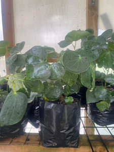 Kawakawa Magnolia Rise