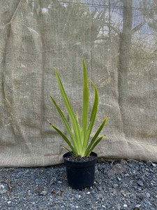 Products: Beardless Irises (Iris spp.) Magnolia Rise