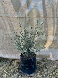 Products: Corokia ‘Frosted Chocolate’ Magnolia Rise