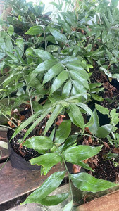 Products: Shining Spleenwort (Asplenium oblongifolium) Magnolia Rise