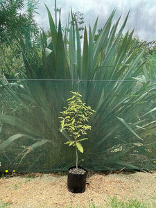 Products: Lemonwood (Pittosporum eugenioides) Magnolia Rise
