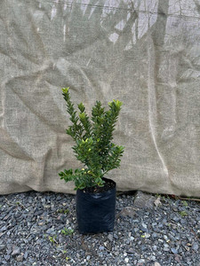 Products: Euonymus ‘Emerald Gem’ Magnolia Rise