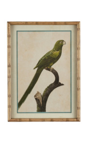 Parakeet Print in Carved 'Bamboo' Wooden Frame - Green Parrot