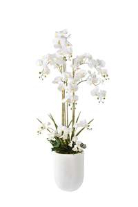 Avalon Orchid Garden Arrangement