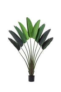 Capri Bird of Paradise Tree