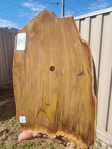 Fossil Wood Rough Slab
